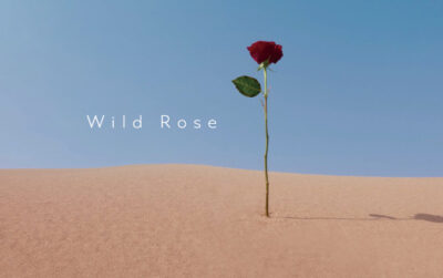 Seria z dzikiej róży WILD ROSE